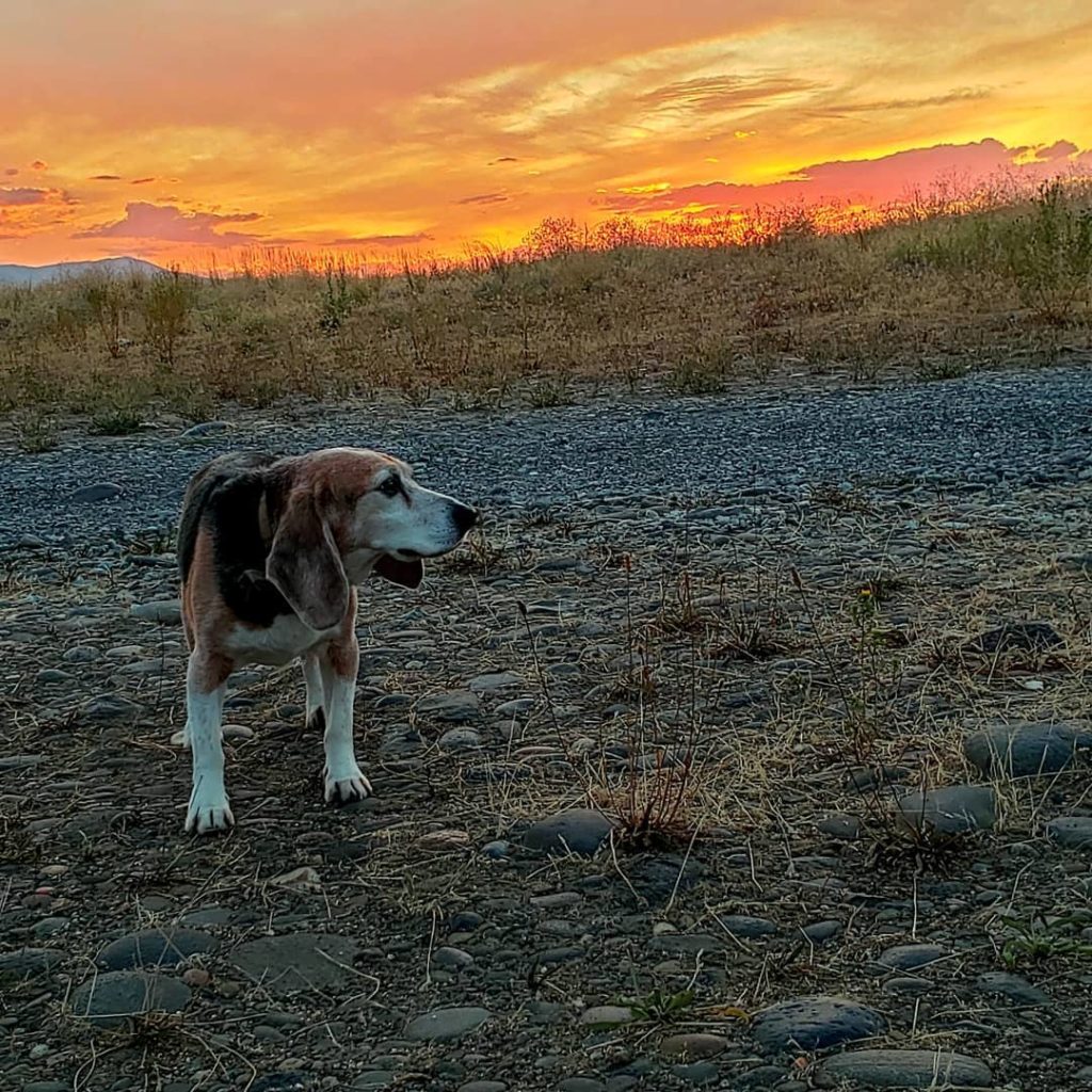 sunset beagle